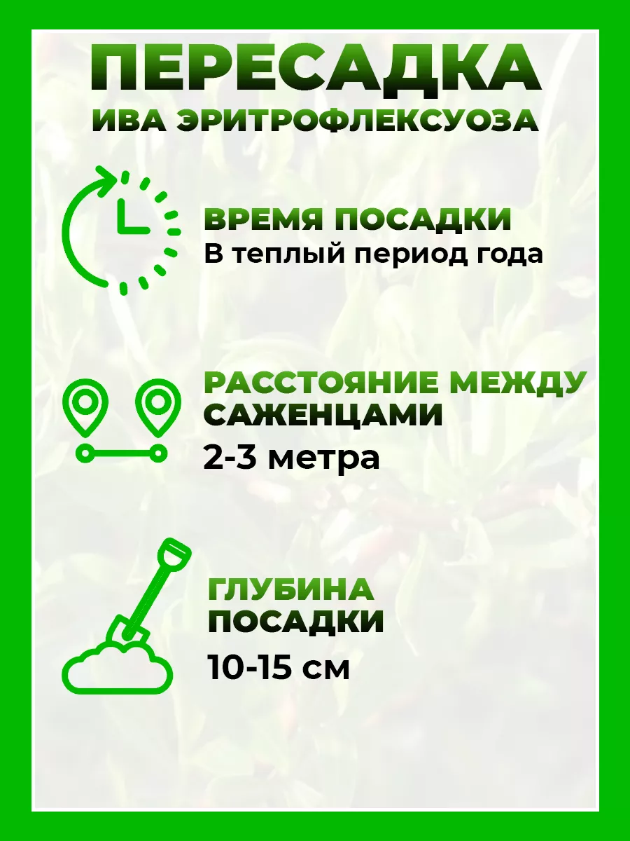 Ива спиралевидная Эритрофлексуоза