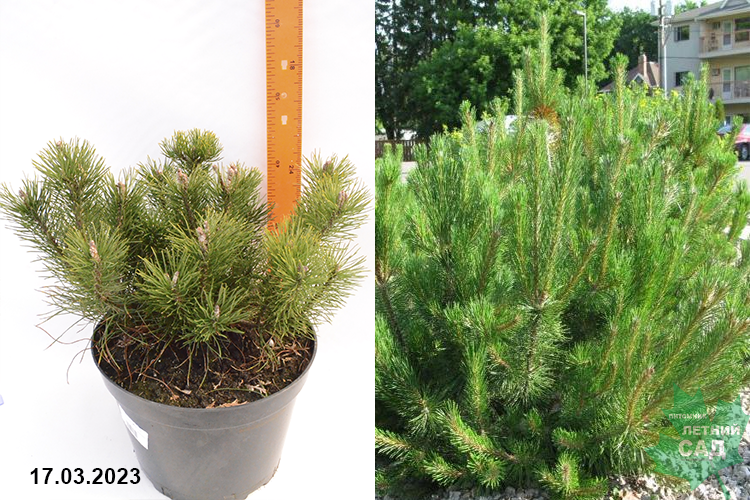 Сосна горная Мугус