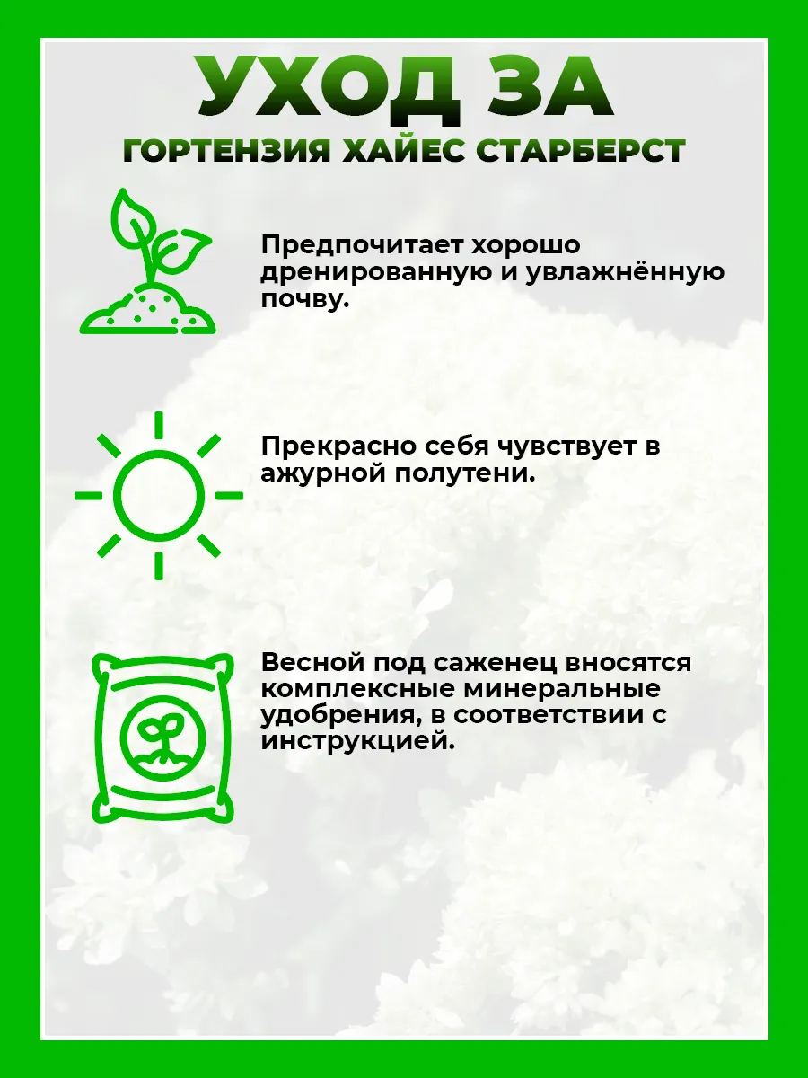 Гортензия древовидная Хайес Старберст