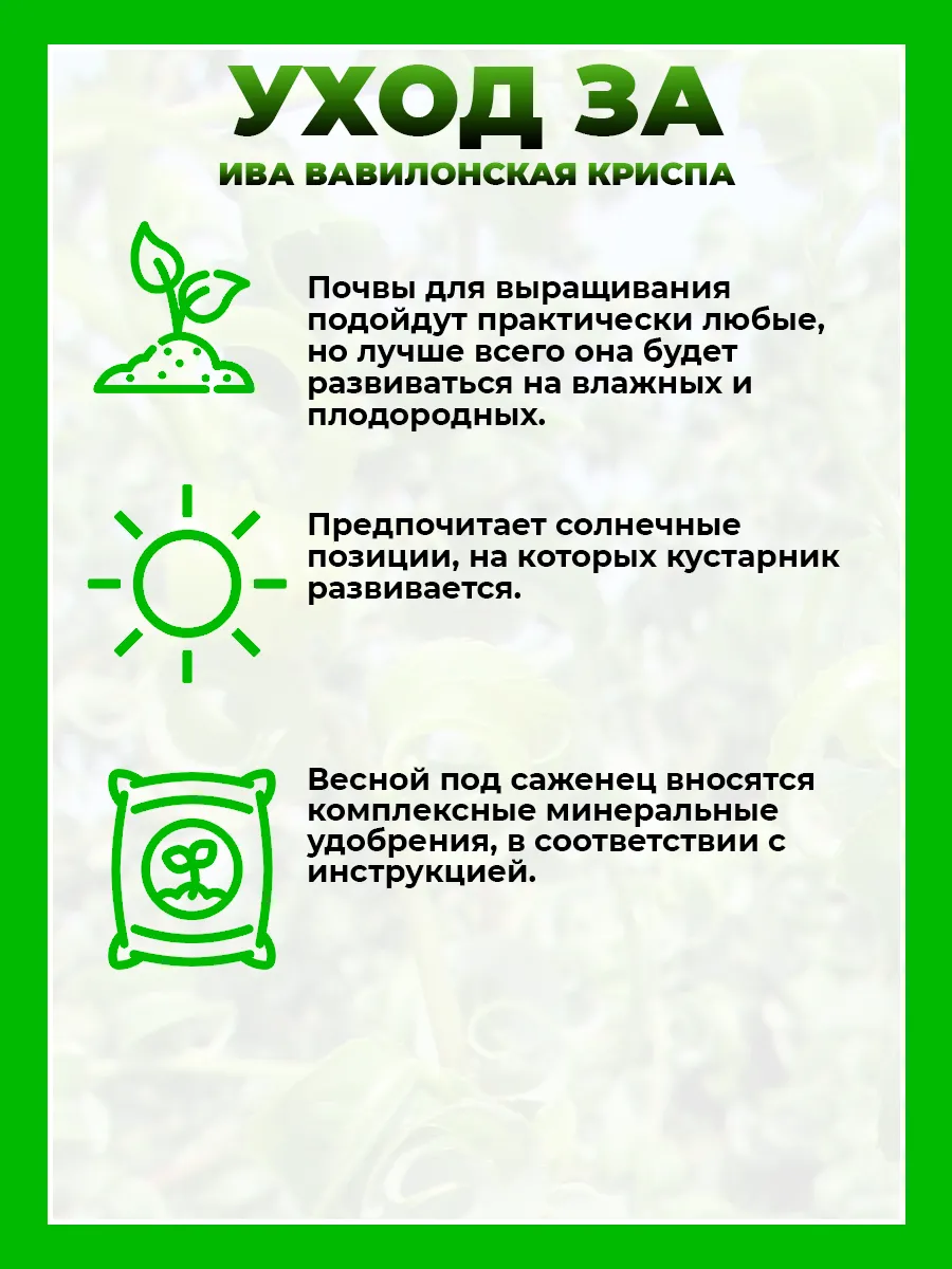 Ива вавилонская Криспа