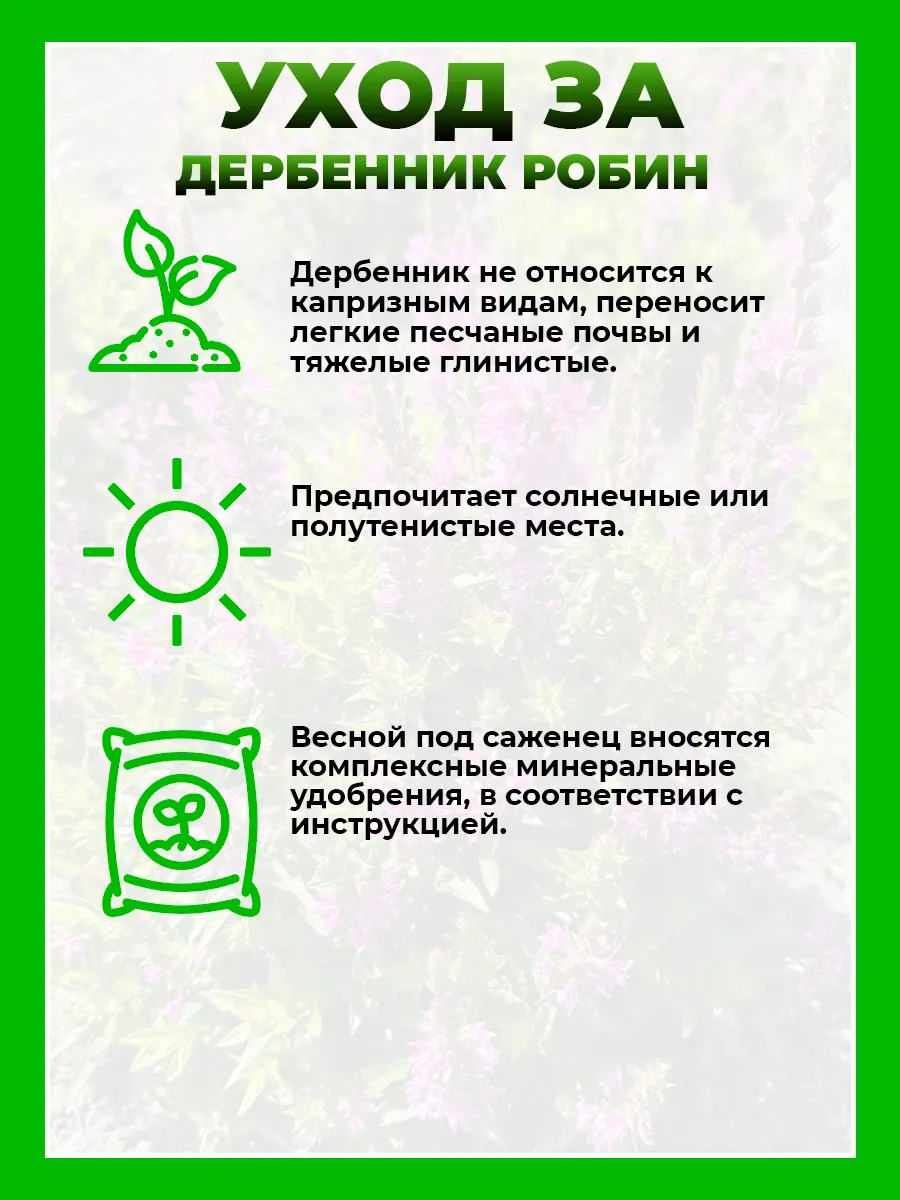 Дербенник иволистный Робин