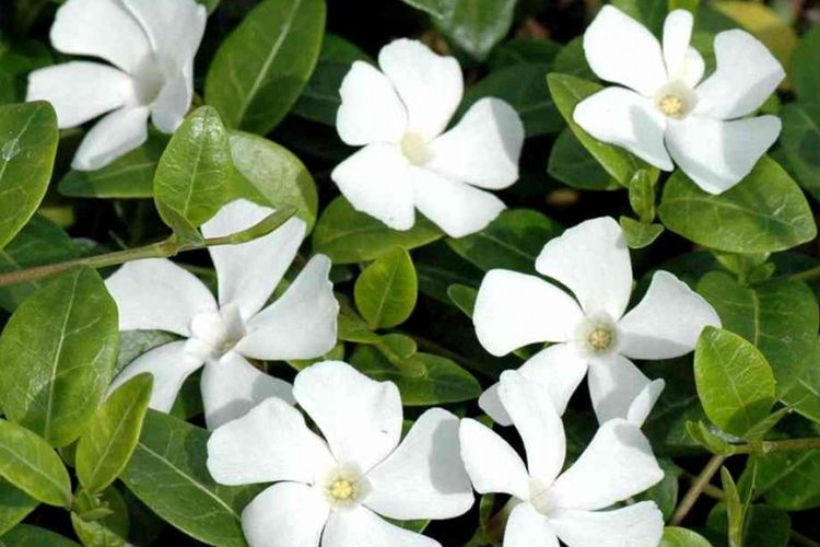 Барвинок малый Гертруда Джэкилл (Vinca minor Gertrude Jekyll)