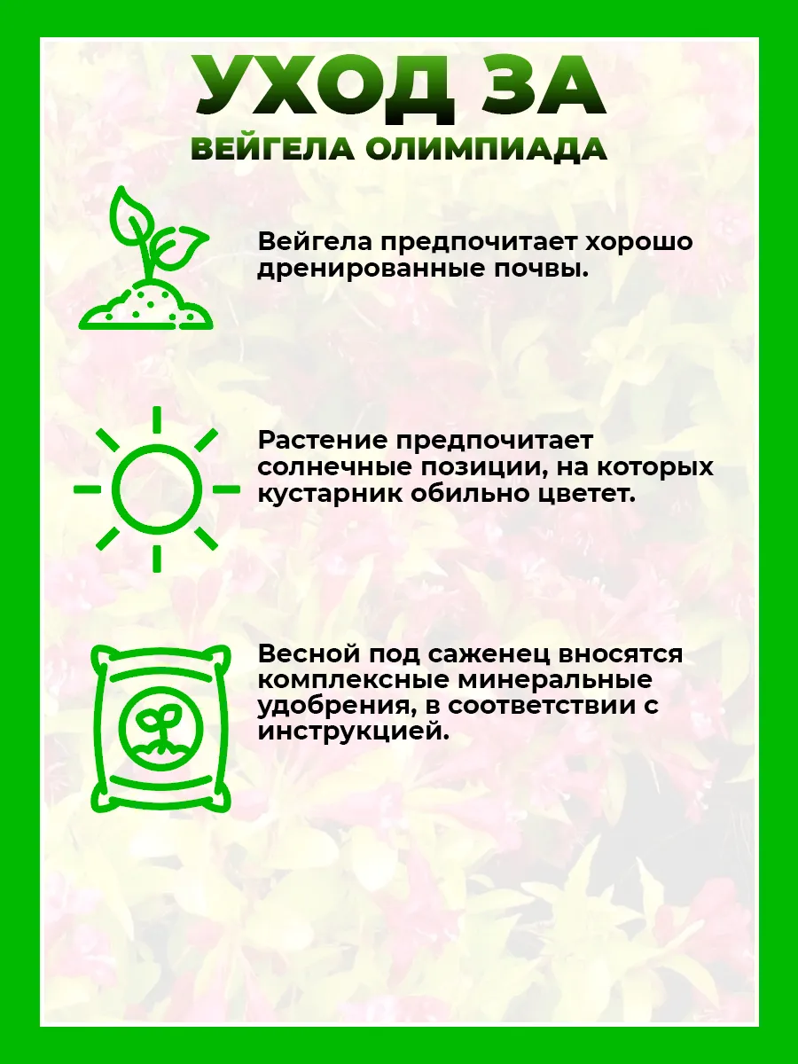 Вейгела цветущая Олимпиада