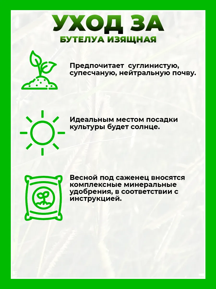 Бутелуа изящная
