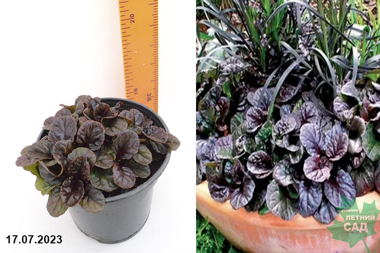 Живучка ползучая Блэк Скэллоп