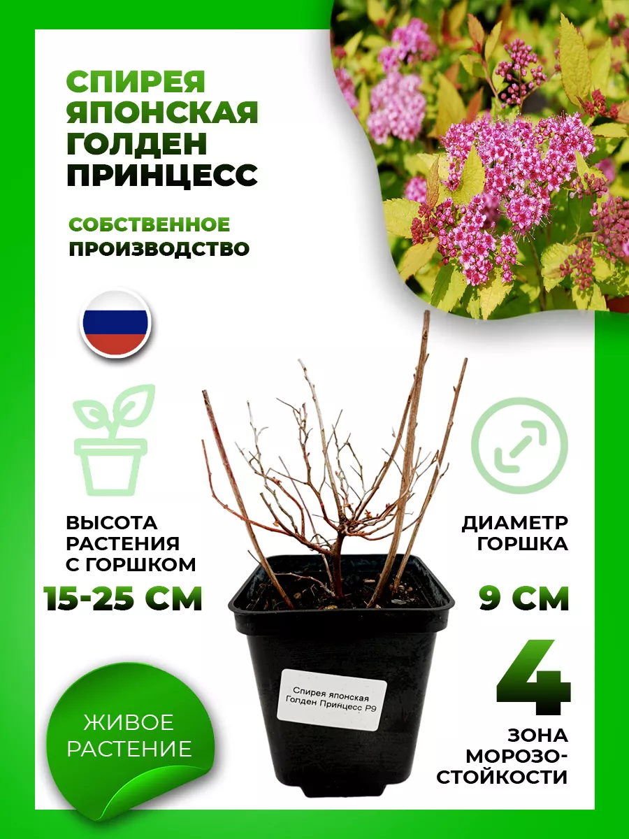 Спирея японская Голден Принцесс