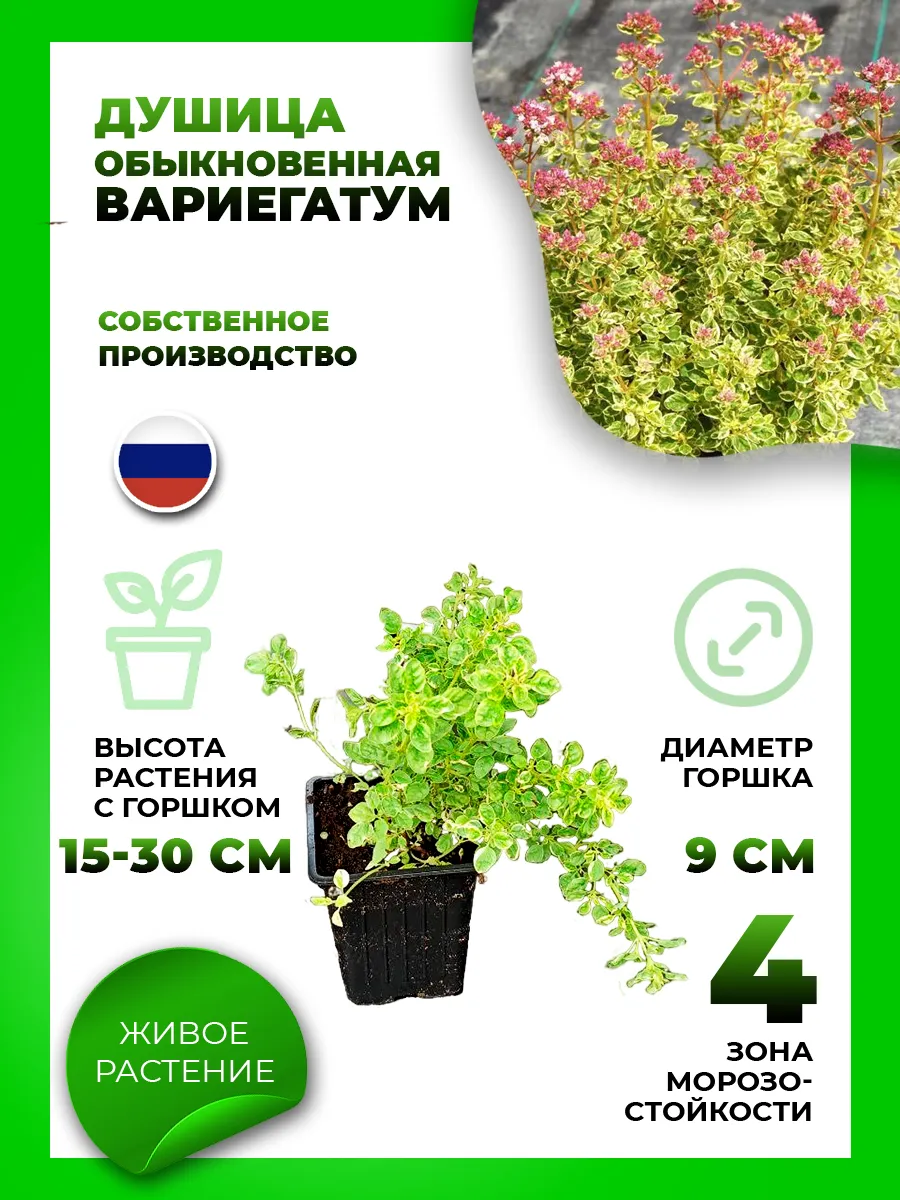 Душица обыкновенная Вариегатум