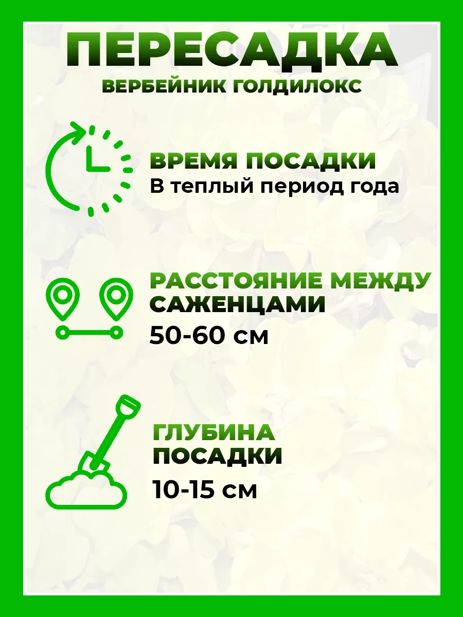 Вербейник монетчатый Голдилокс