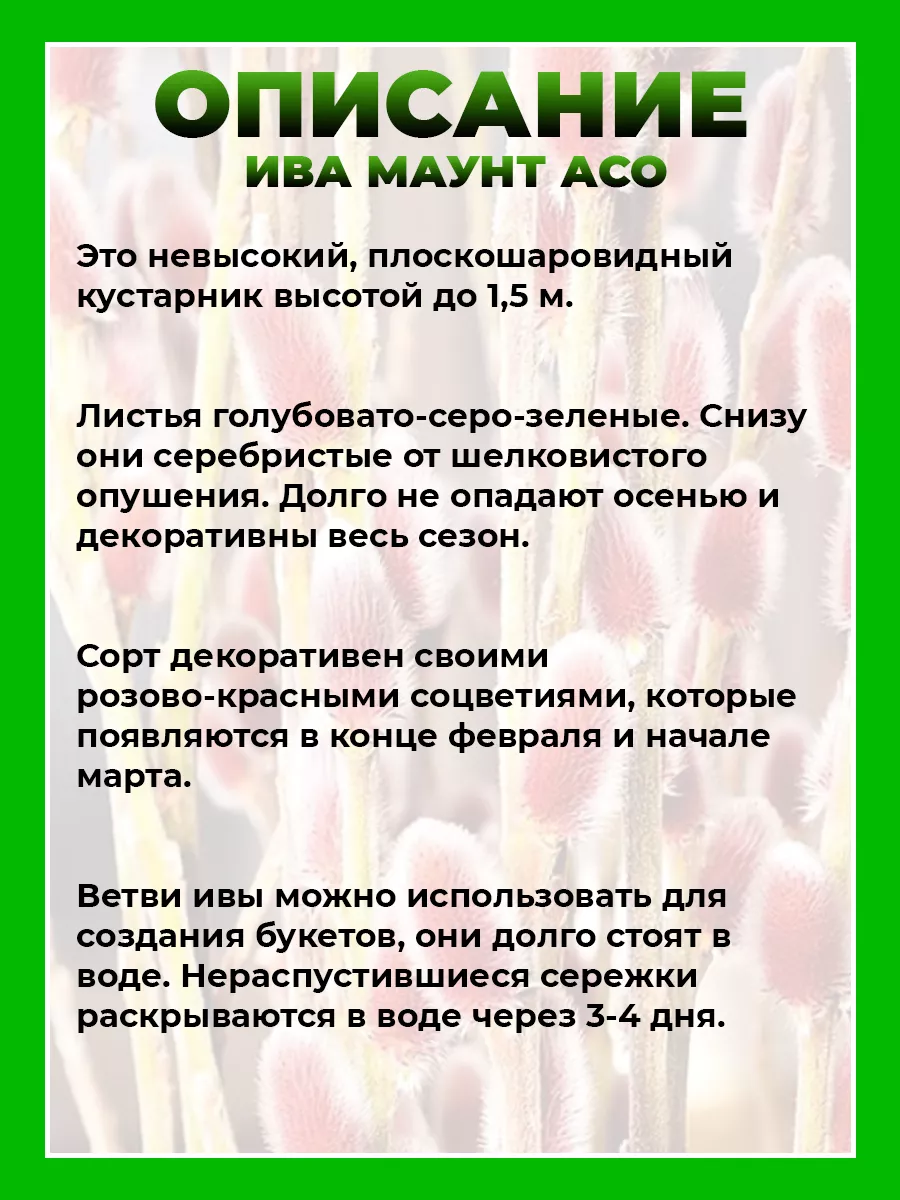 Ива тонкостолбиковая Маунт Асо