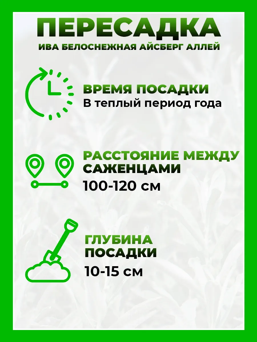 Ива белоснежная Айсберг Аллей