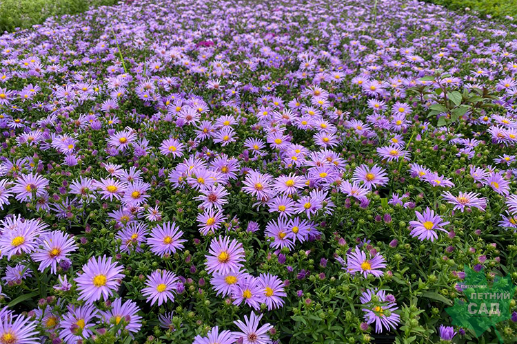 Астра Блю лагун