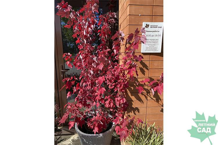 клен брендивайн