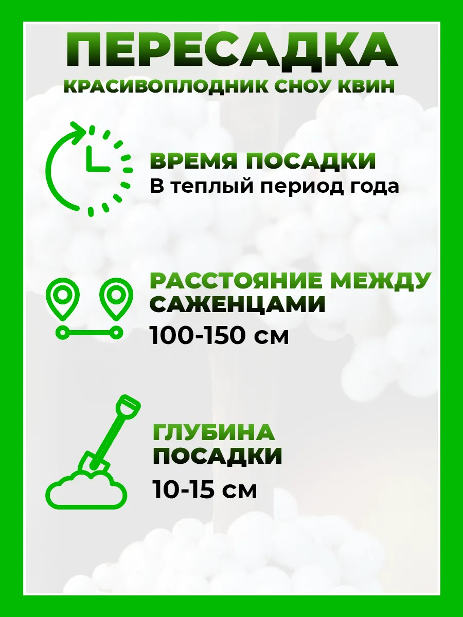 Красивоплодник Бодиньера Сноу Квин