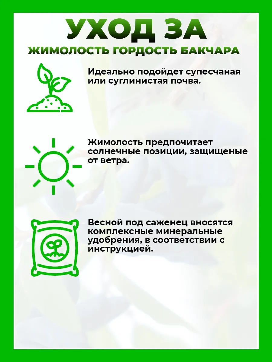 Жимолость съедобная Гордость Бакчара