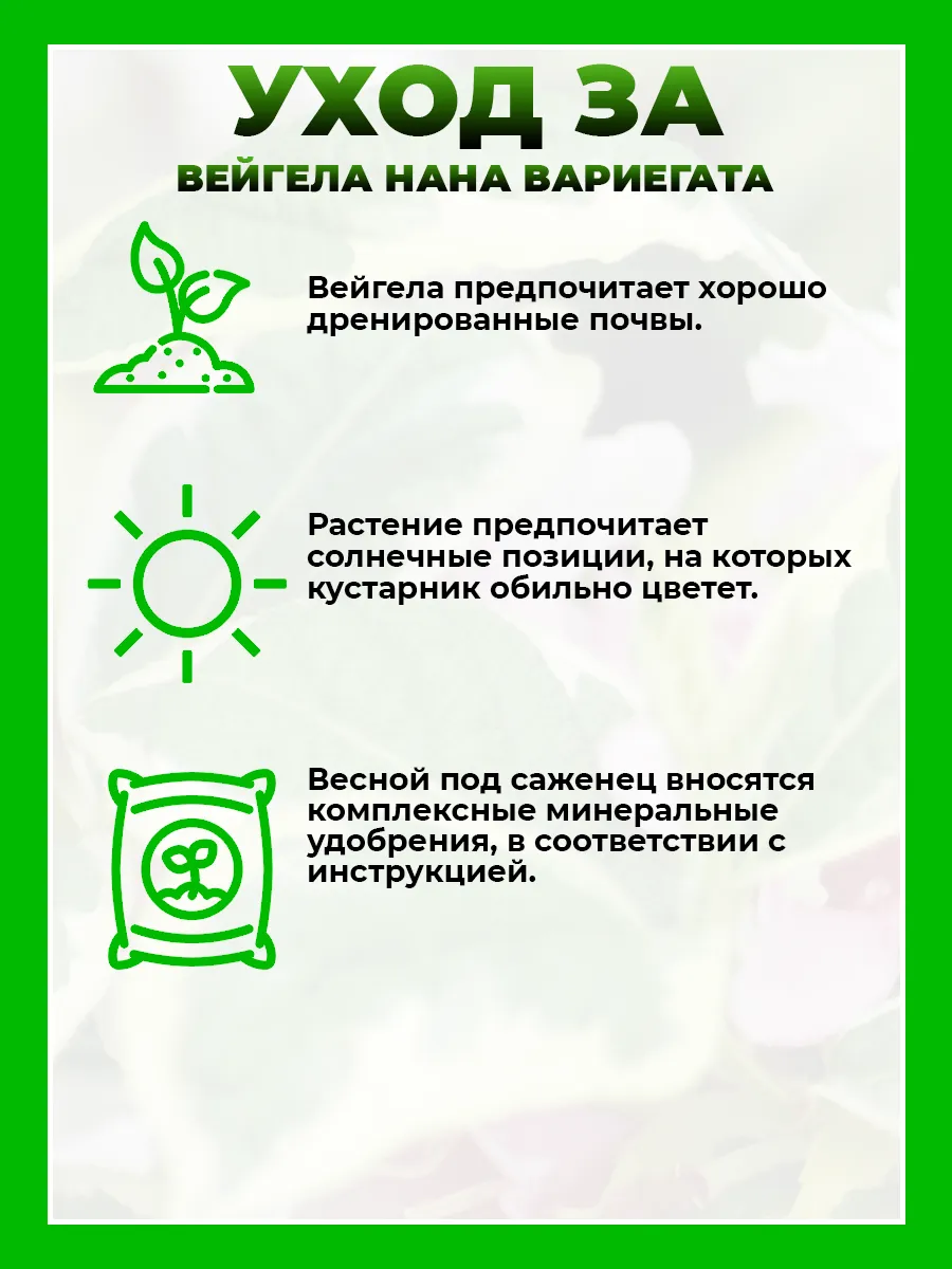 Вейгела цветущая Нана Вариегата