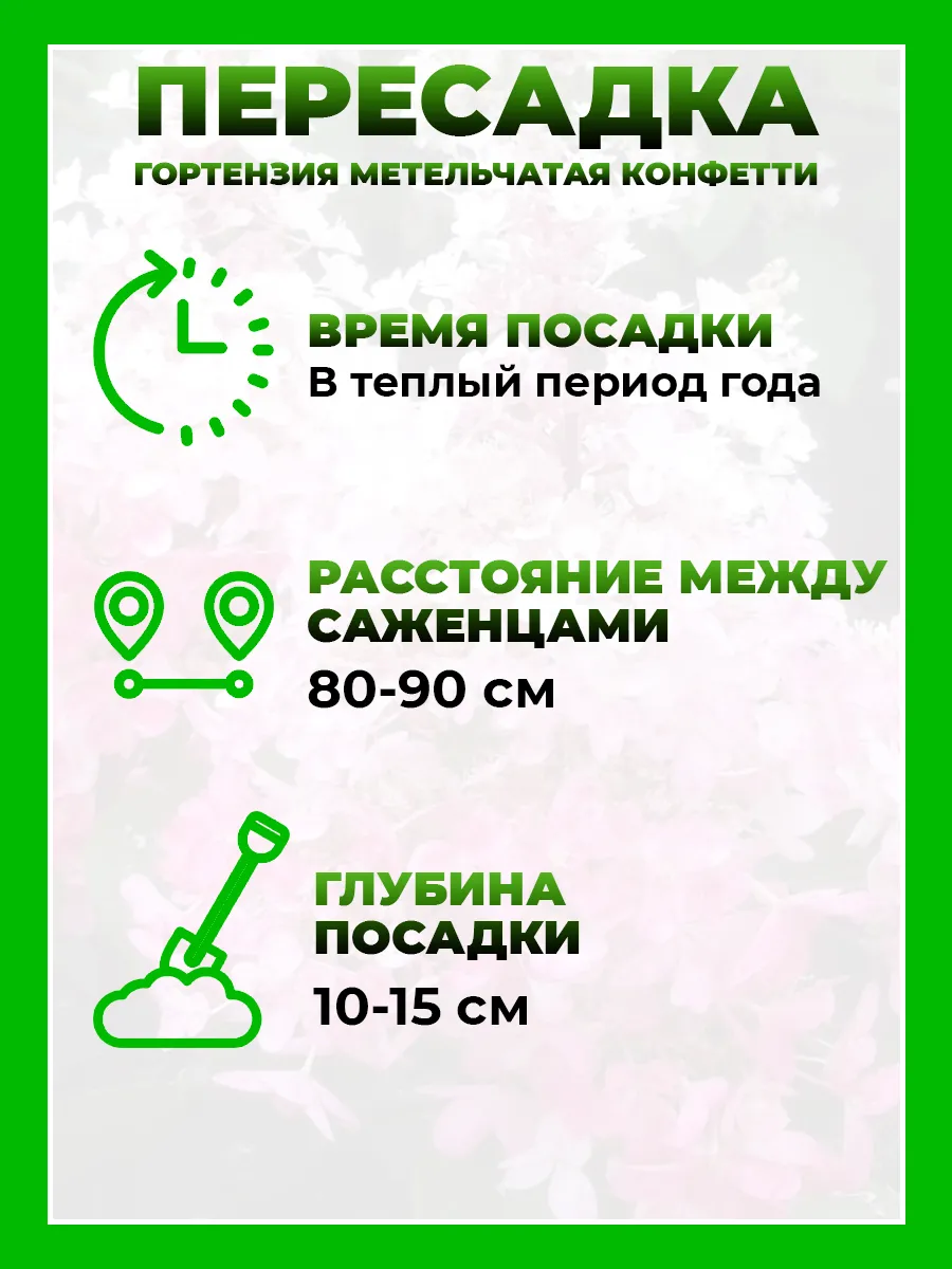Гортензия метельчатая Конфетти