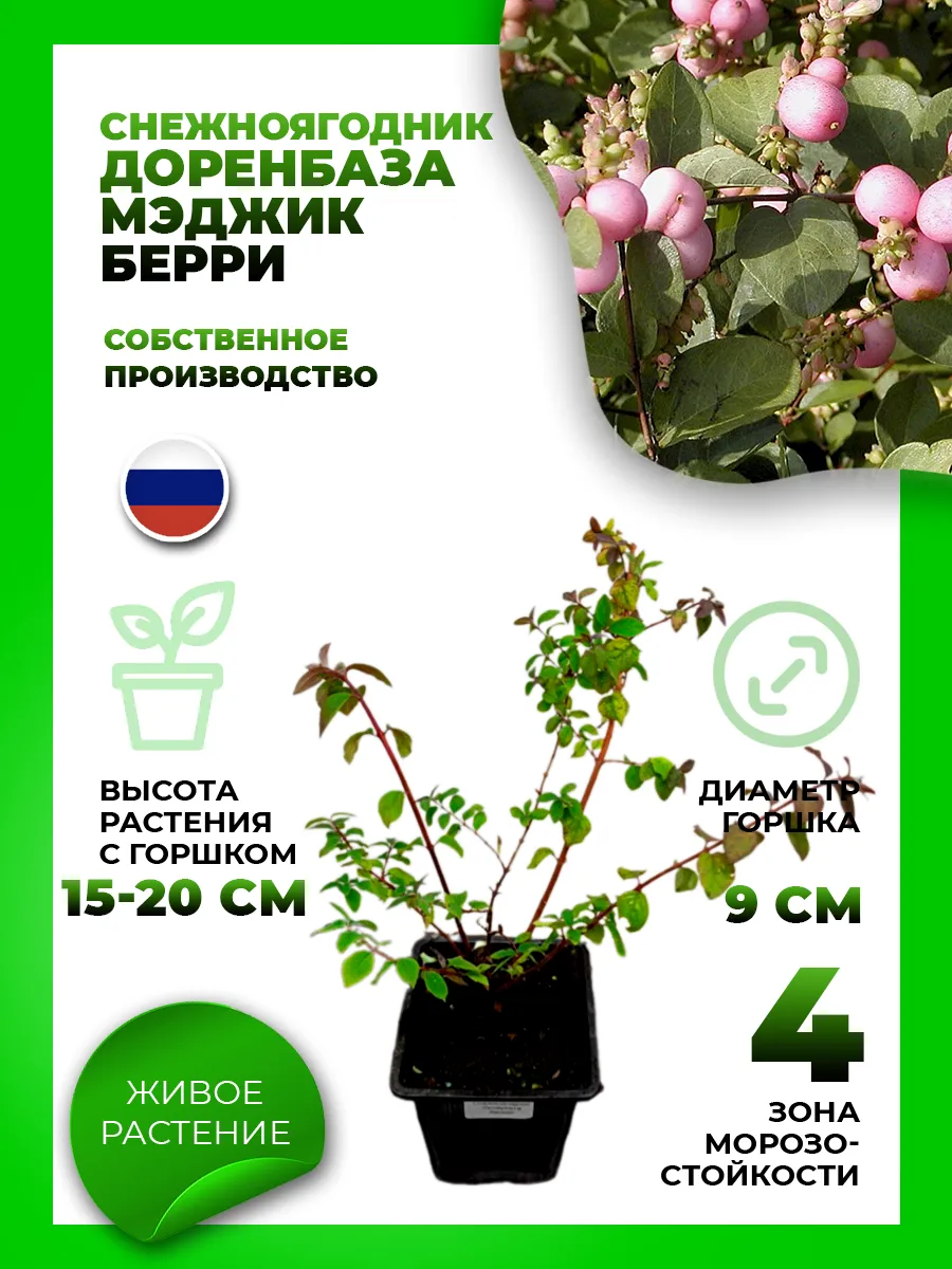 Снежноягодник Доренбоза Мэджик Берри