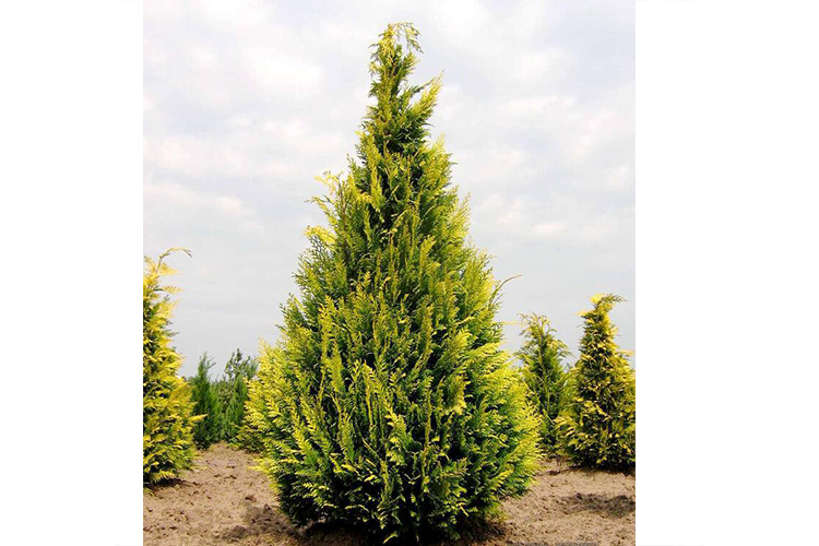 Chamaecyparis lawsoniana Ivonne