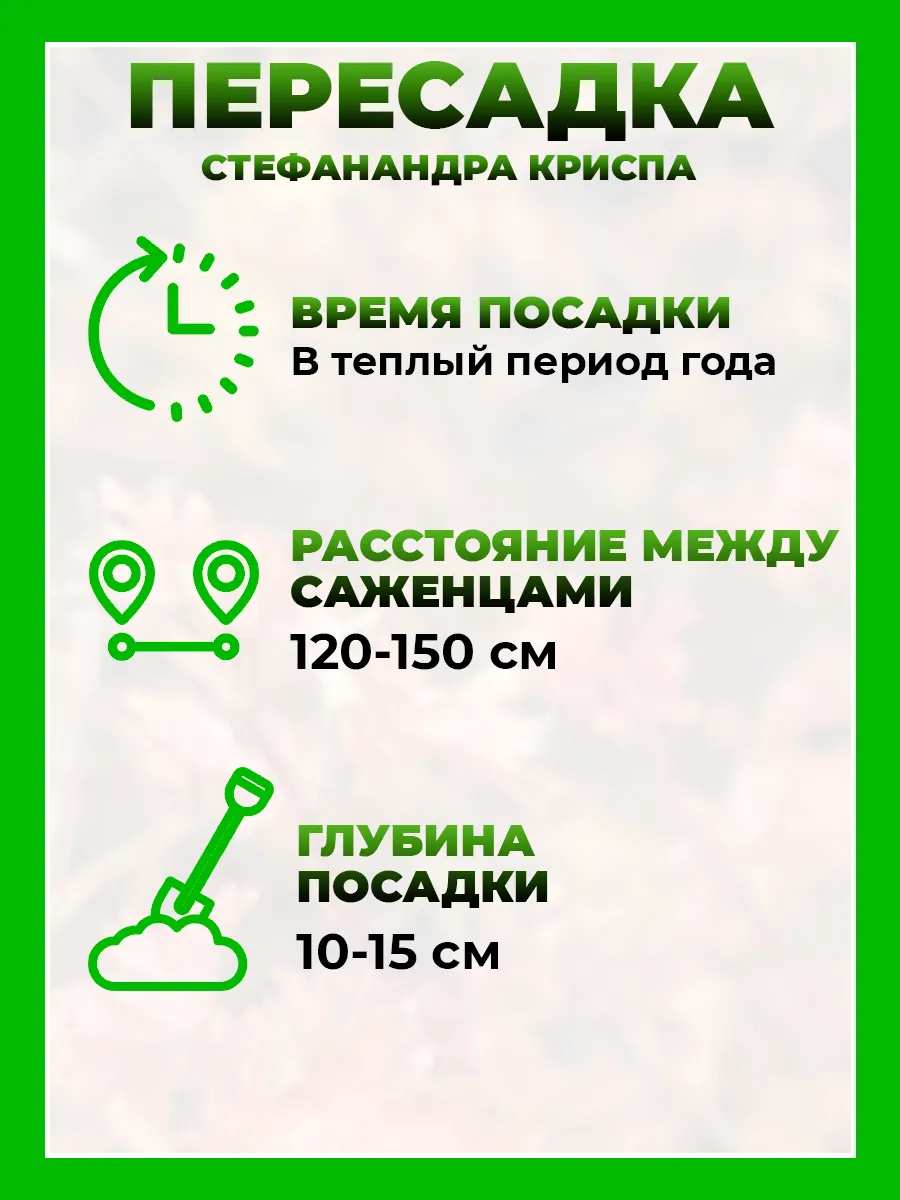 Стефанандра надрезаннолистная Криспа
