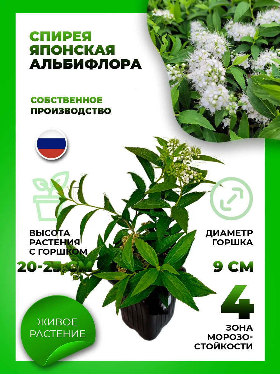 Спирея японская Альбифлора