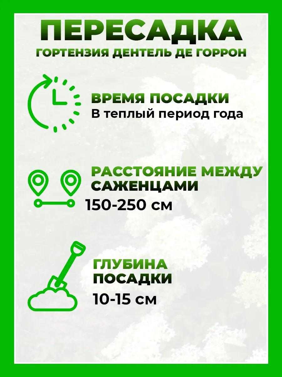 Гортензия метельчатая Дентель де Гаррон