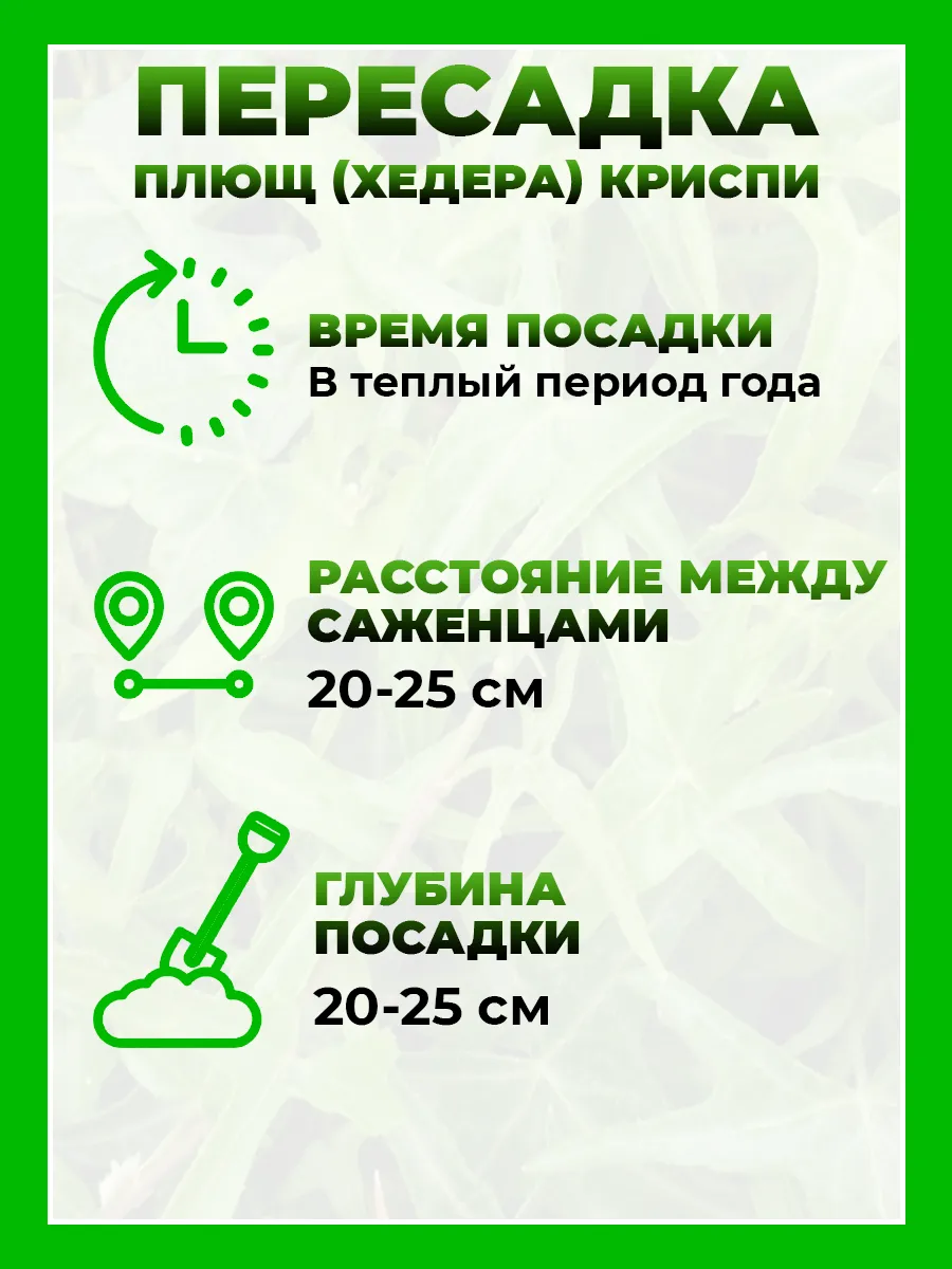 Плющ (хедера) Криспи