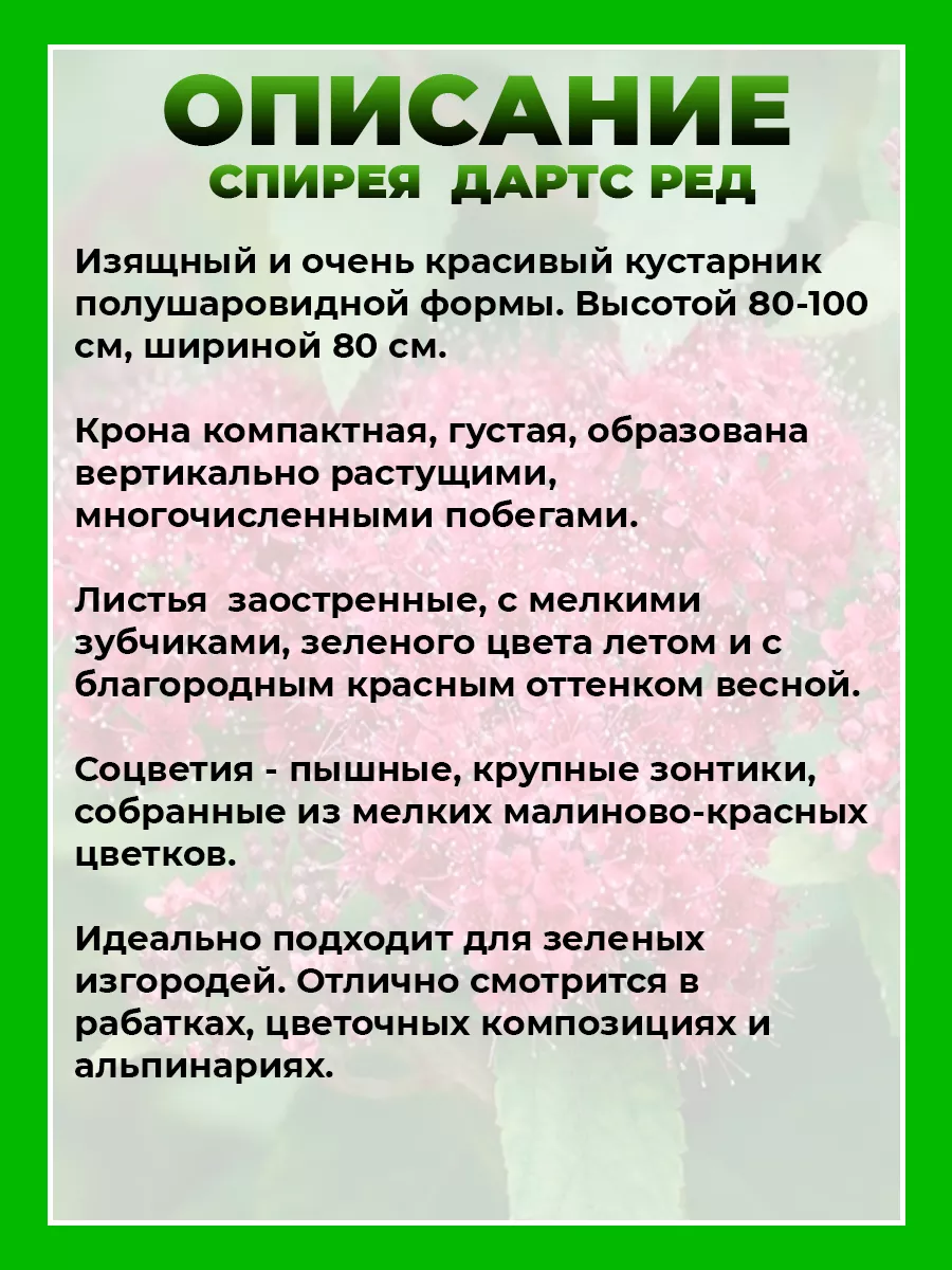 Спирея японская Дартс Ред