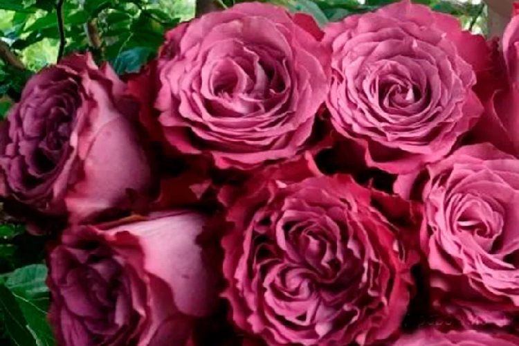 Роза японской селекции Принцесса Тамако (Rosa Japanese Princess Tamako) ОКС