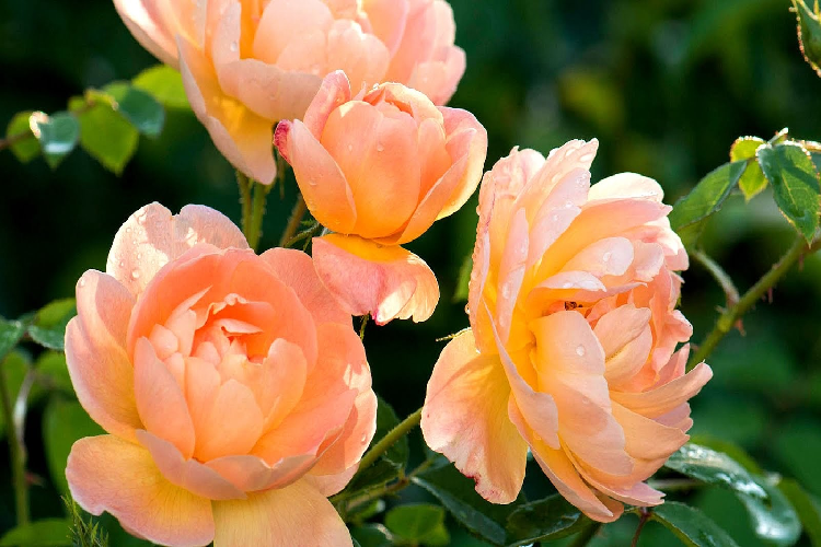 Роза английская Зе Лак Эссендин (Rosa The Lark Ascending) ОКС