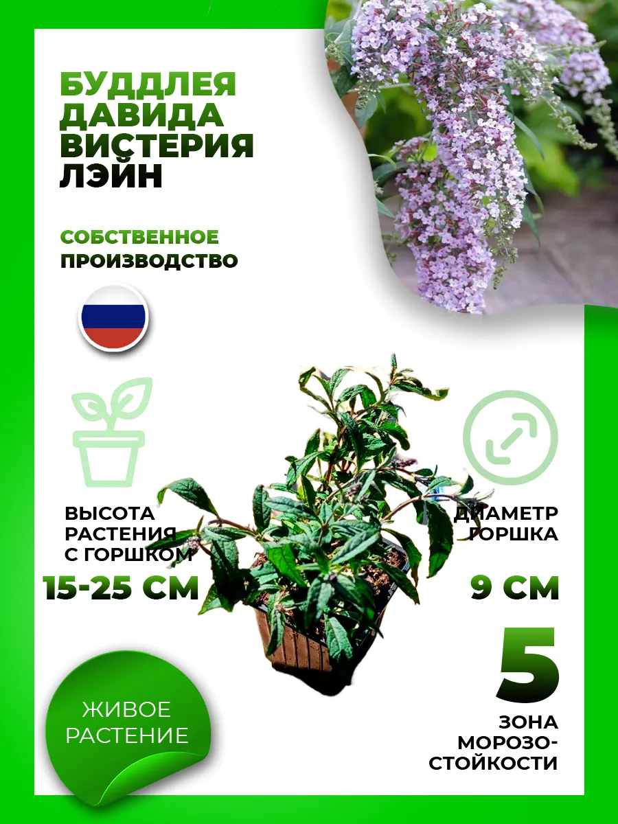 Буддлея Давида Вистерия Лэйн