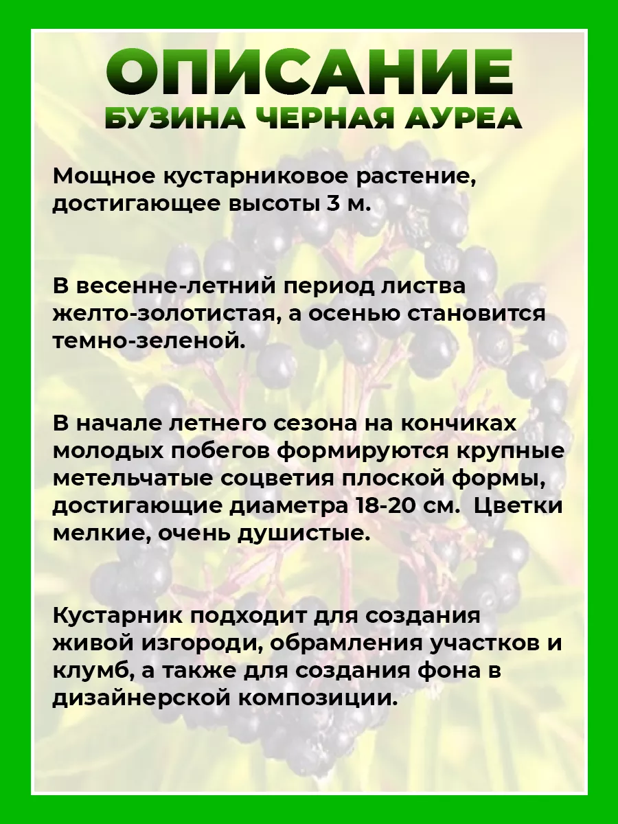Бузина черная Ауреа