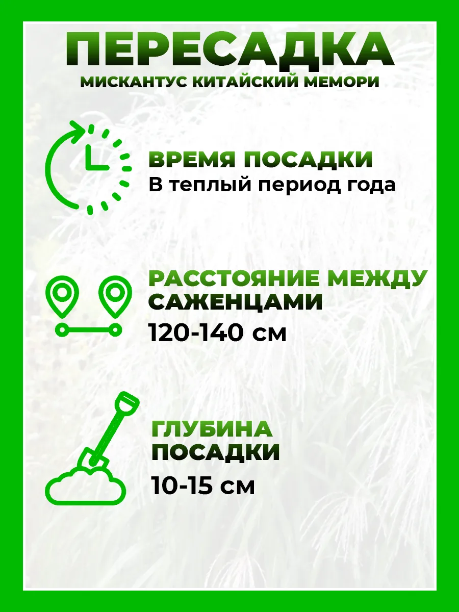 Мискантус китайский Мемори
