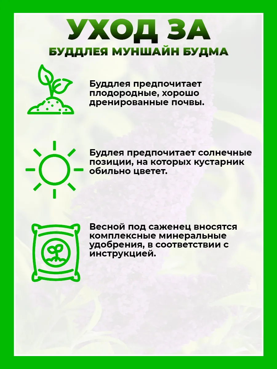 Буддлея Давида Муншайн Будма