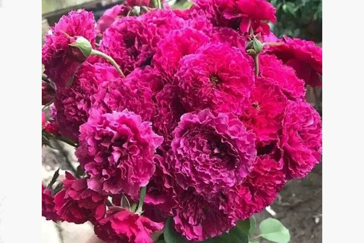 Роза японской селекции Рамукан (Rosa Japanese Ramukan) ОКС