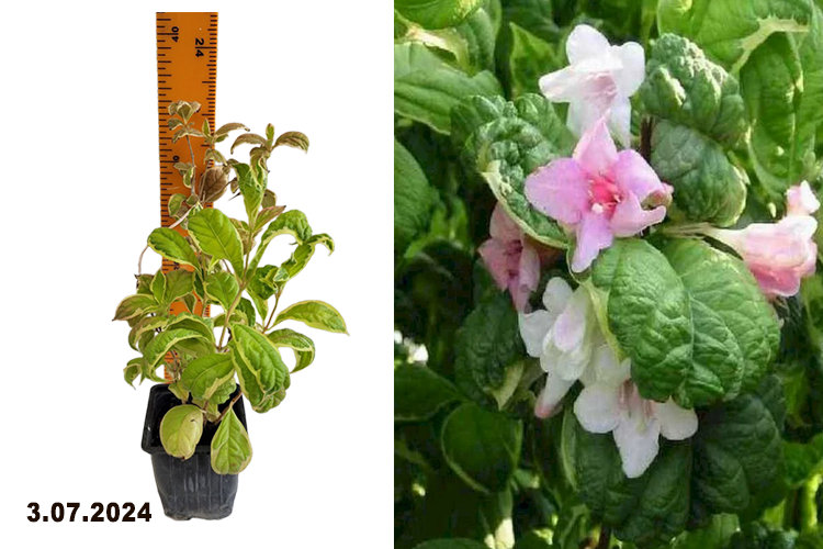 Вейгела Карикатура Р9