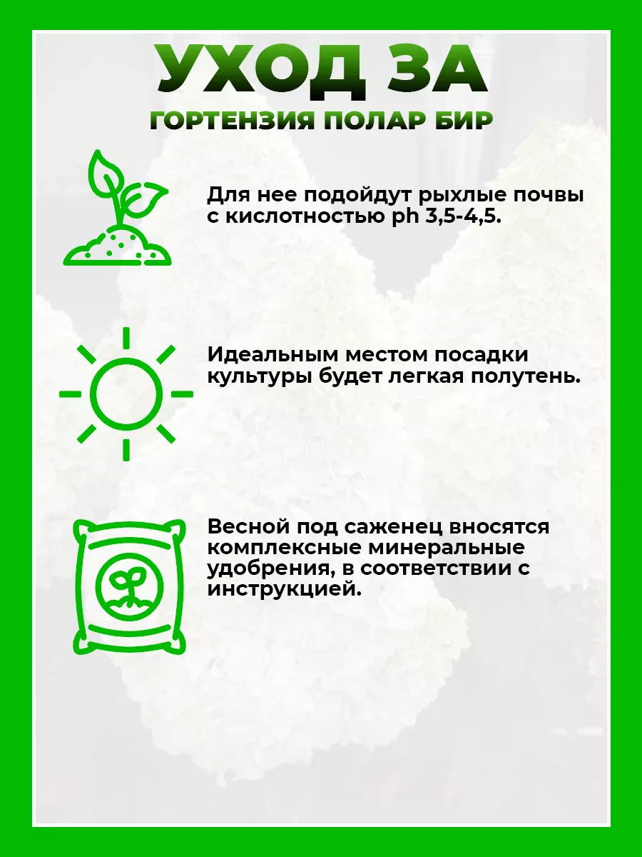 Гортензия метельчатая Полар Бир