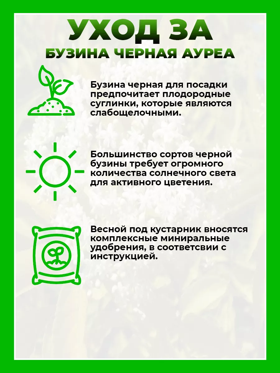 Бузина черная Ауреа
