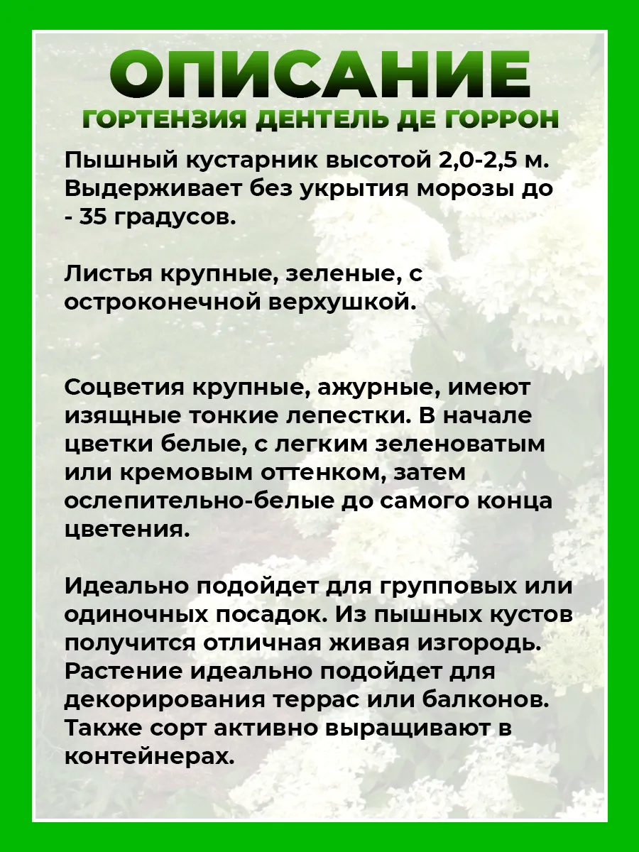 Гортензия метельчатая Дентель де Гаррон