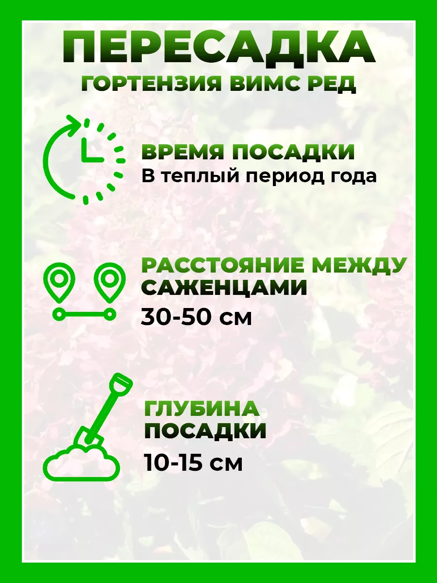 Гортензия метельчатая Вимс Ред