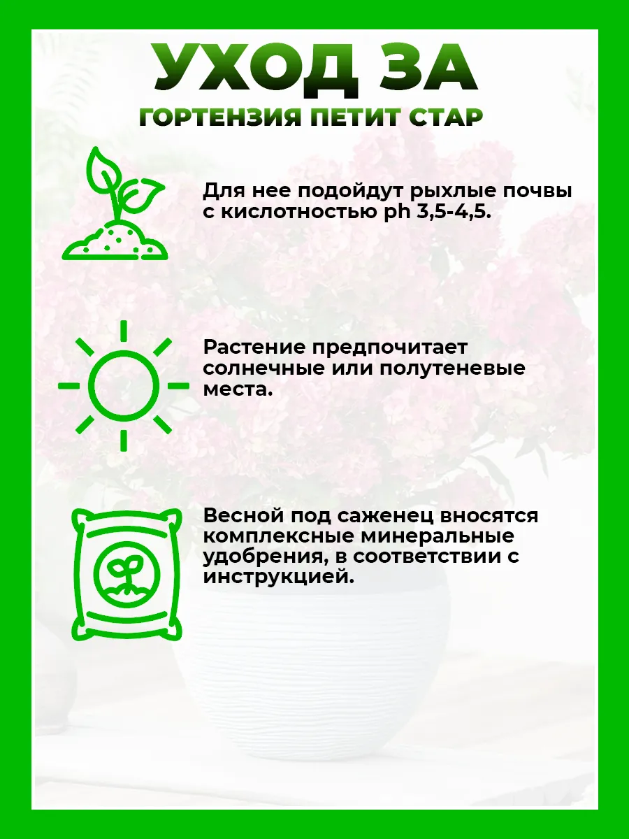Гортензия метельчатая Петит Стар
