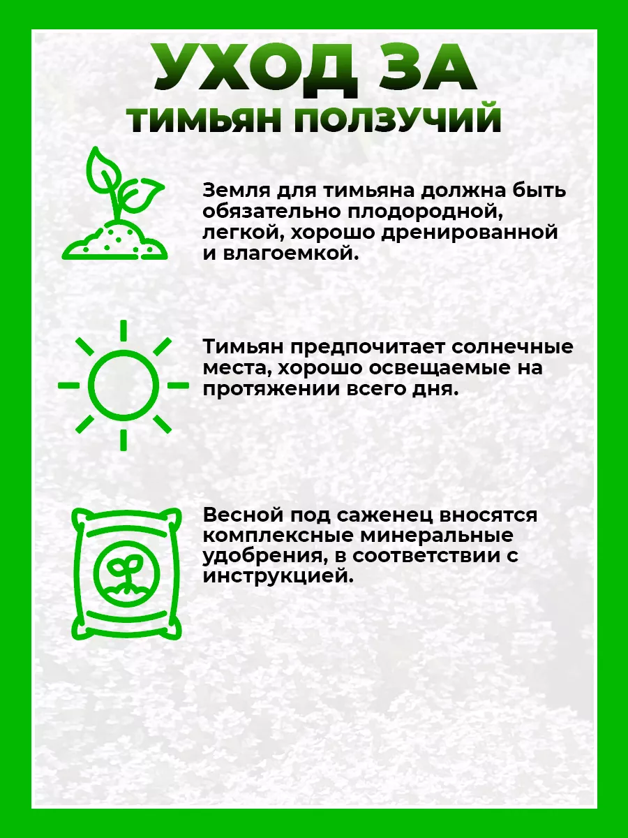 Тимьян ползучий