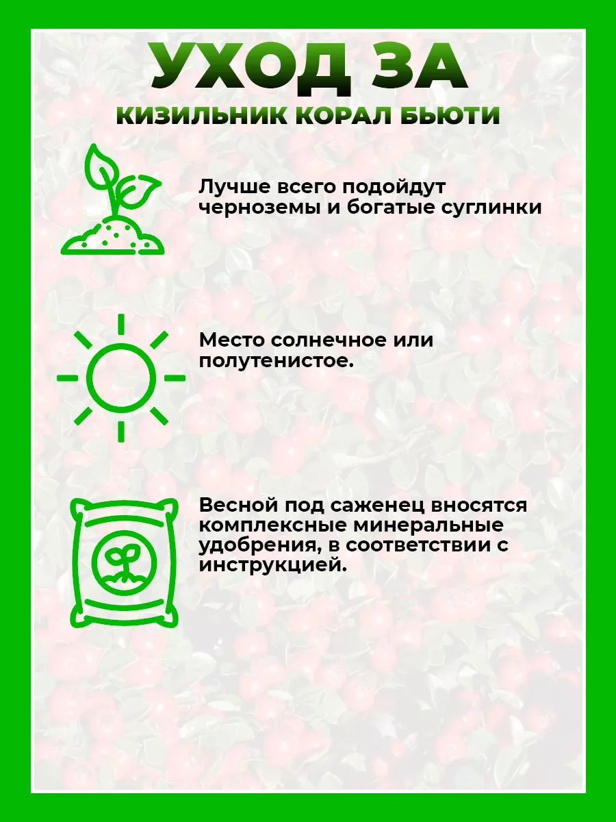 Кизильник гибридный Корал Бьюти