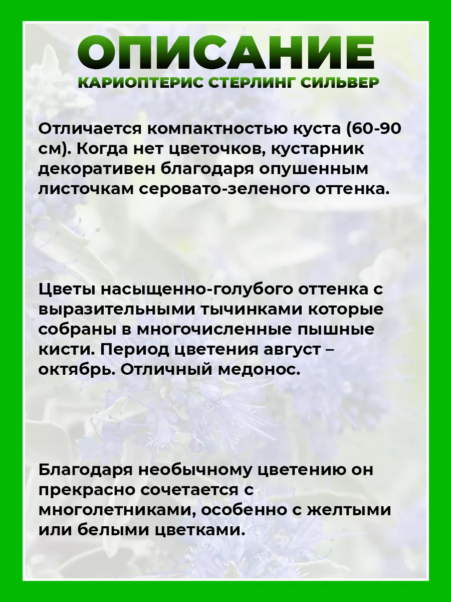 Кариоптерис кландоненский Стерлинг Сильвер