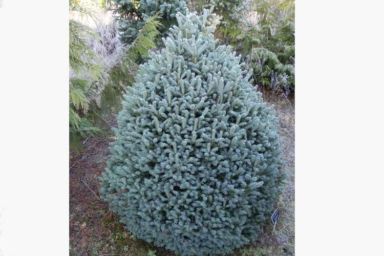 Ель колючая Скотти С2,5