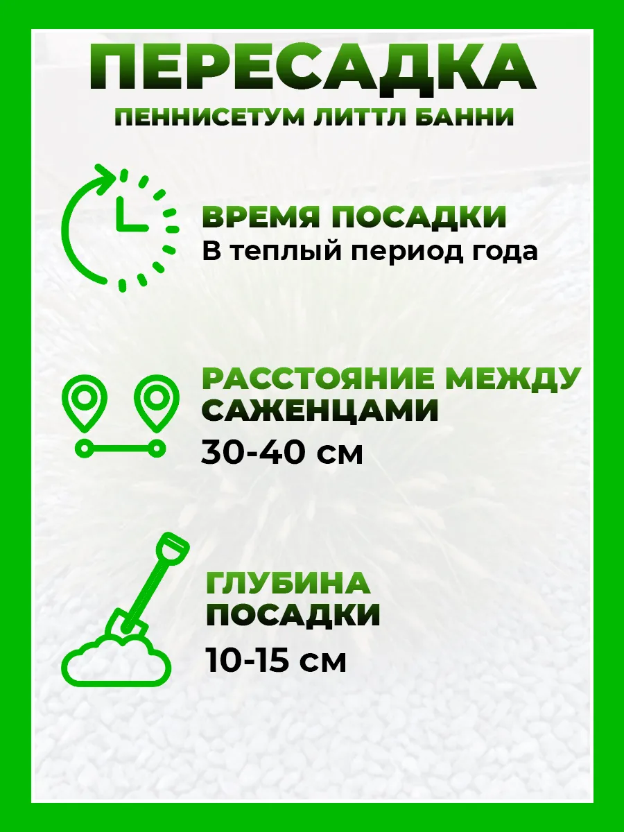 Пеннисетум лисохвостный Литтл Банни