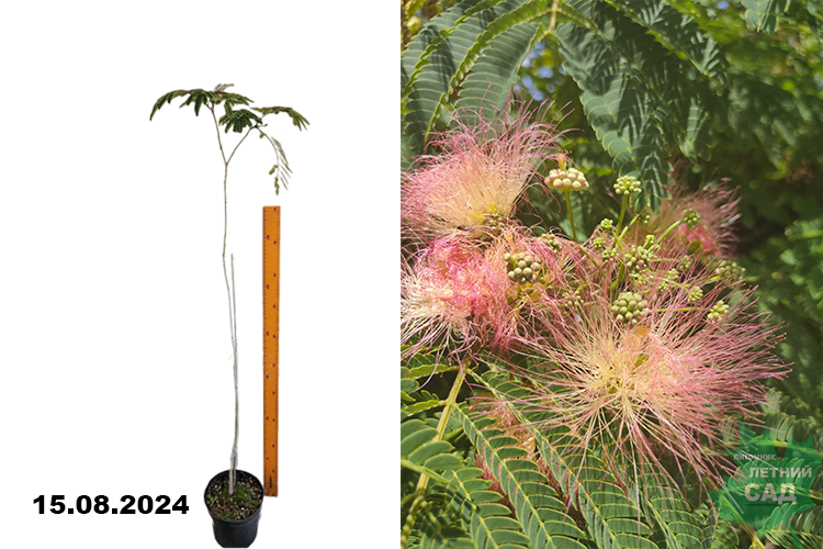 Альбиция ленкоранская С3