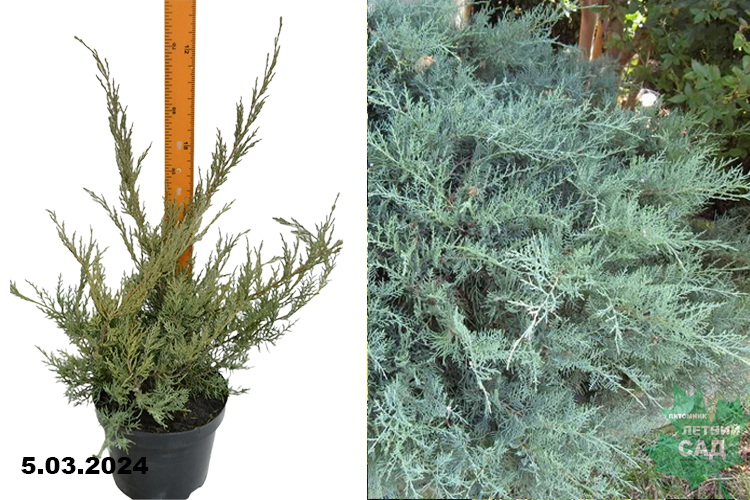 Можжевельник виргинский Грей Оул (Juniperus virginiana Grey Owl) С5