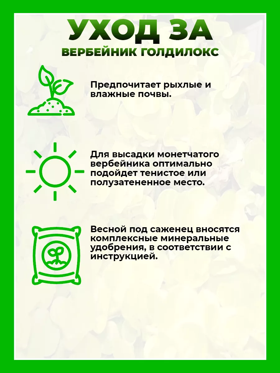 Вербейник монетчатый Голдилокс