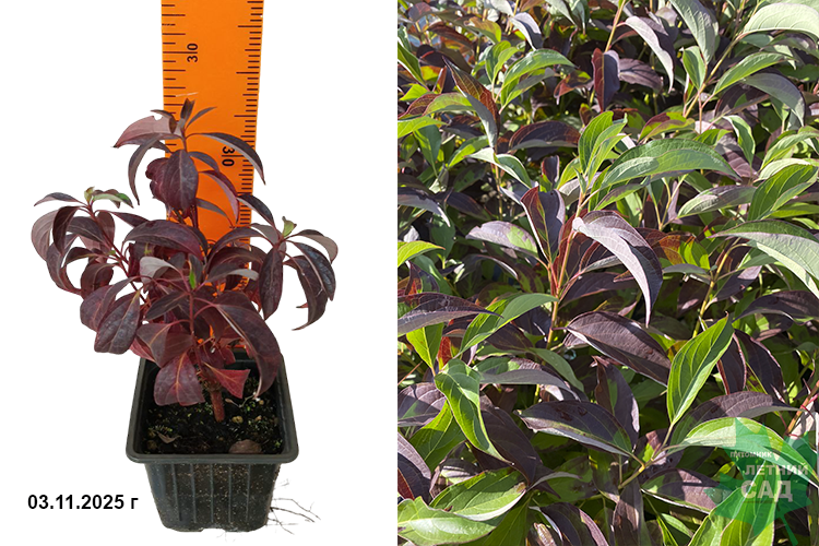 Дерен белый Ред Гном (Córnus álba Red Gnome) Р9