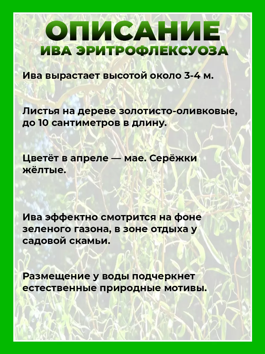 Ива спиралевидная Эритрофлексуоза